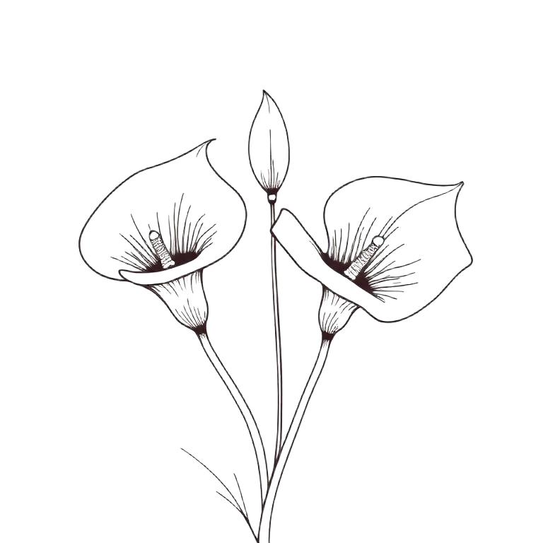 Illustration de fleurs de calla